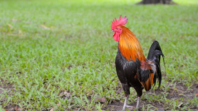 Không nuôi gà bị lỏn lẻn với loại gà khác - Cách trị gà bị lỏn lẻn hiệu quả nhất